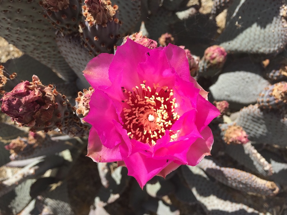 Cactus Flower